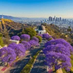 "Aerial view of Los Angeles with the Hollywood Sign, Griffith Observatory, jacaranda trees, the Santa Monica coastline, downtown skyline, and palm trees under a clear blue sky with wispy clouds during a perfect May afternoon."