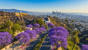 "Aerial view of Los Angeles with the Hollywood Sign, Griffith Observatory, jacaranda trees, the Santa Monica coastline, downtown skyline, and palm trees under a clear blue sky with wispy clouds during a perfect May afternoon."